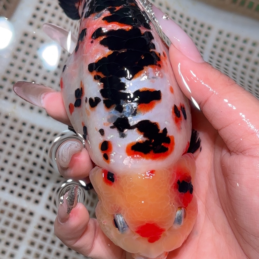 等***待金鱼拍包装包邮，不拍包装运费到付