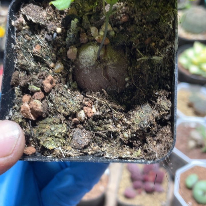 674南非龟甲龙块根