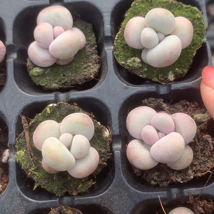 蛋黄。 拍3发4。 拍5发7颗。（满9.99包邮不满9.99发叶子）