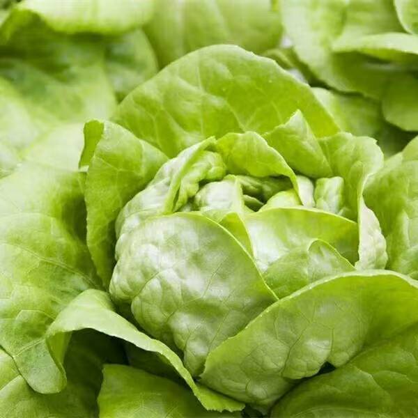 奶油生菜500g±20g蔬菜