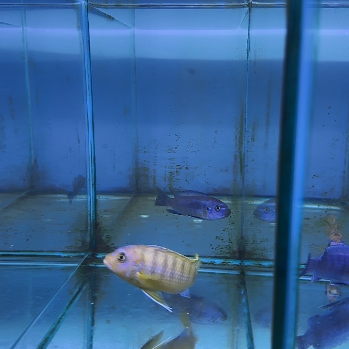 D****慈鲷鱼213号111111111元