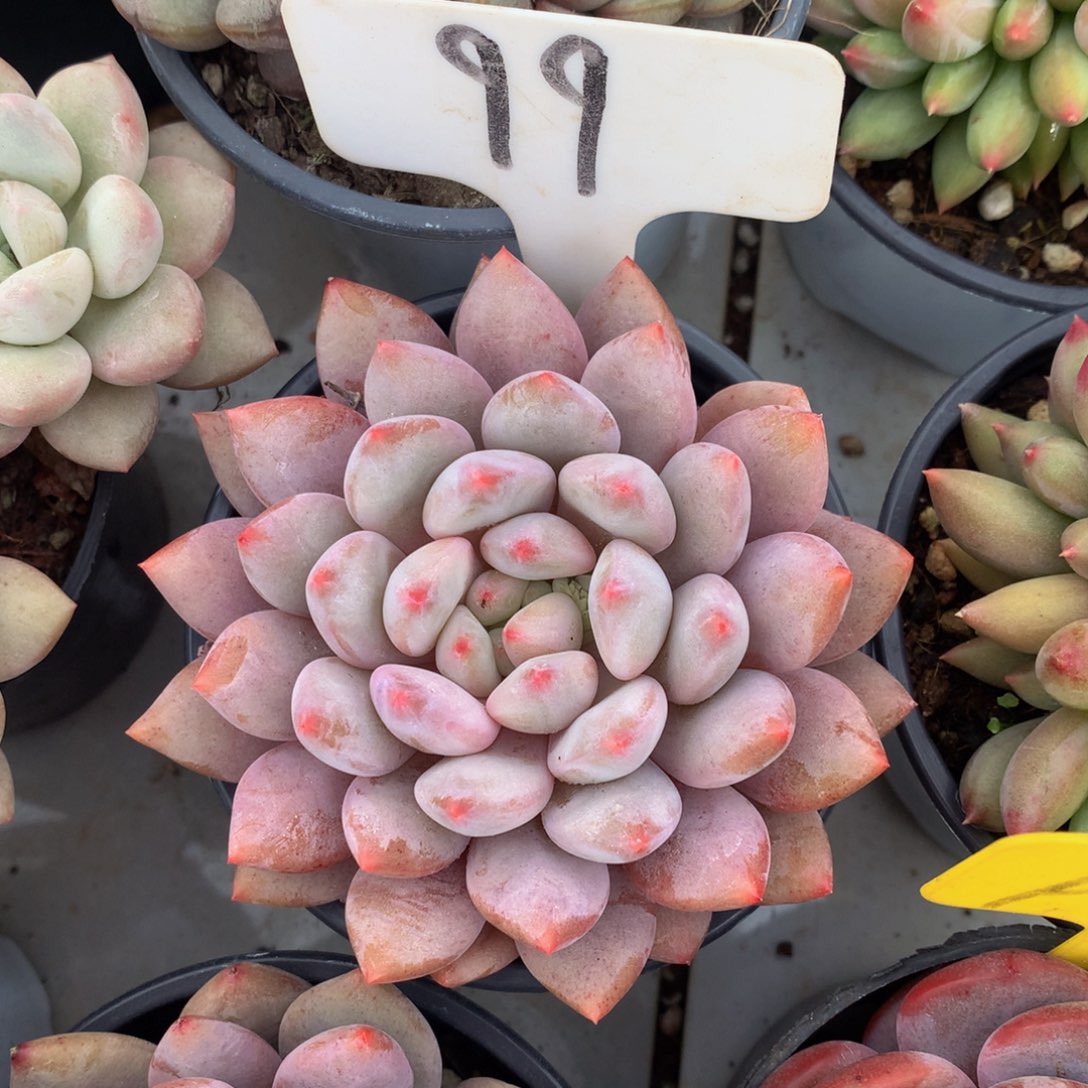 半夏72727727273373