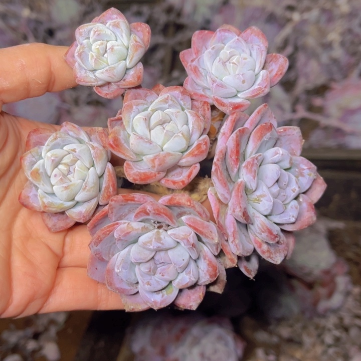 君****?特价群生多头暗纹冰玉