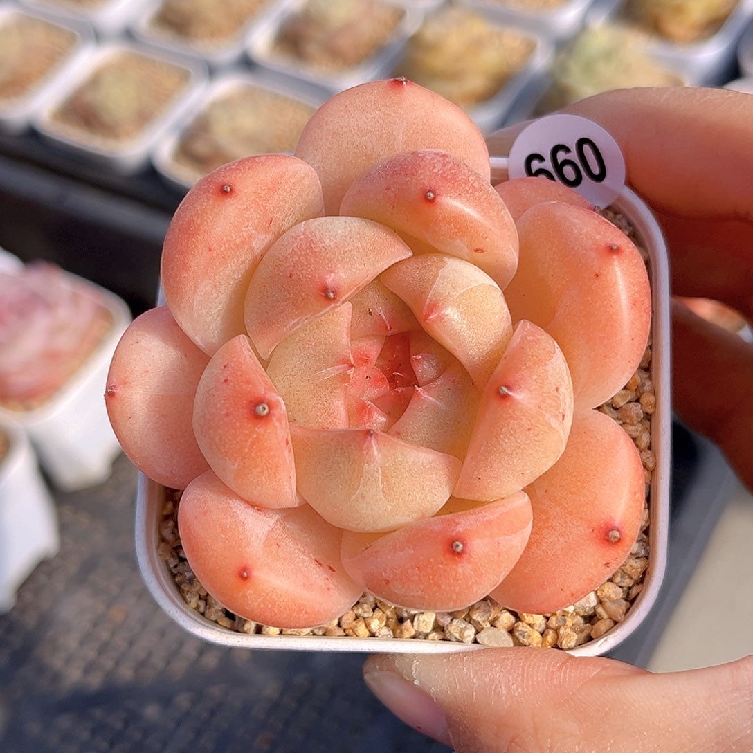 660 新品珍妮  满18包邮