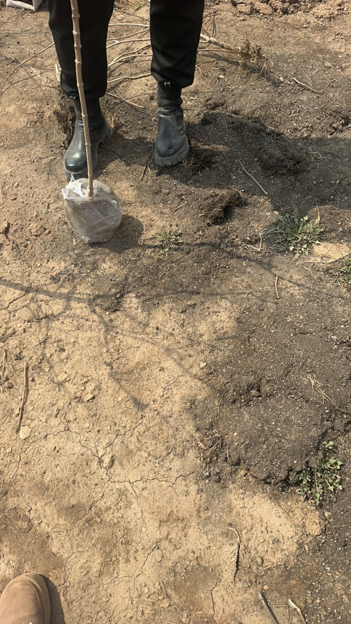 绣球树耐寒棒棒糖