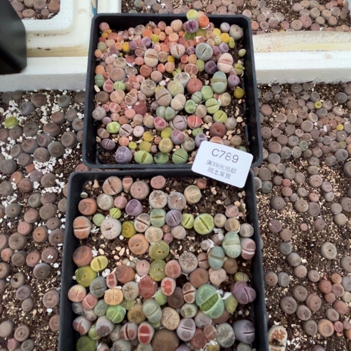 789带盆发多肉生石花