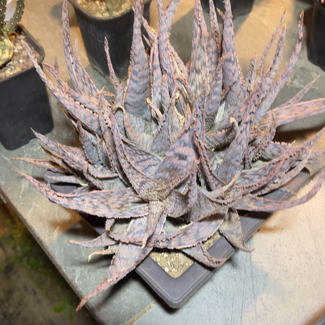 圣诞芦荟一物一拍