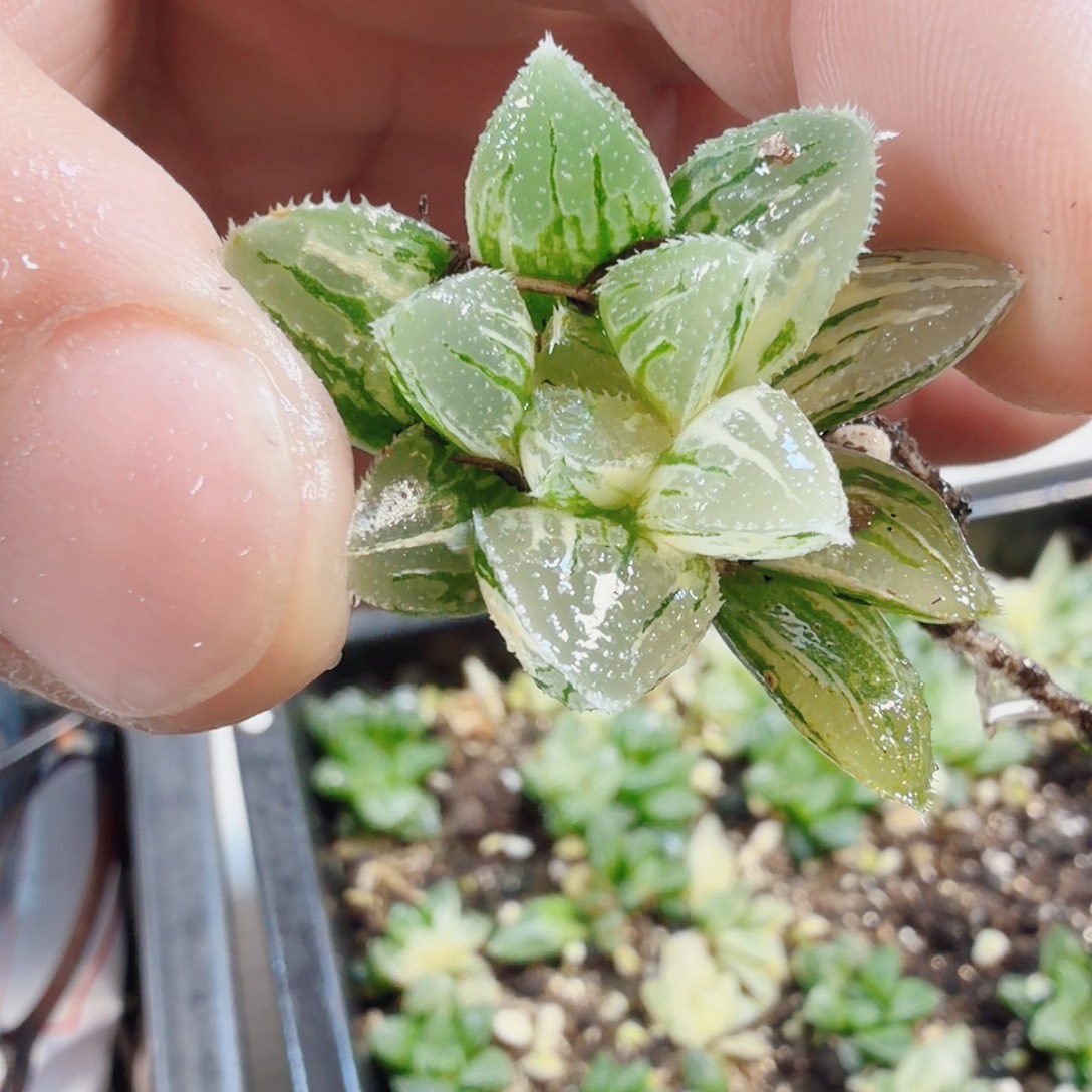 没****无花朵十二卷福利活动冰沙糖锦