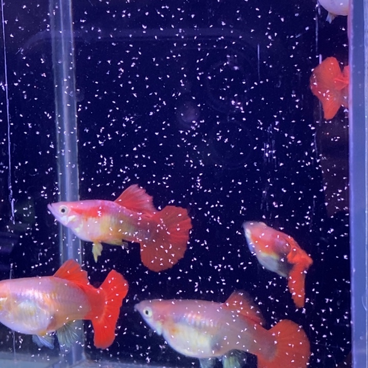 孔雀鱼黄爆球3对包邮