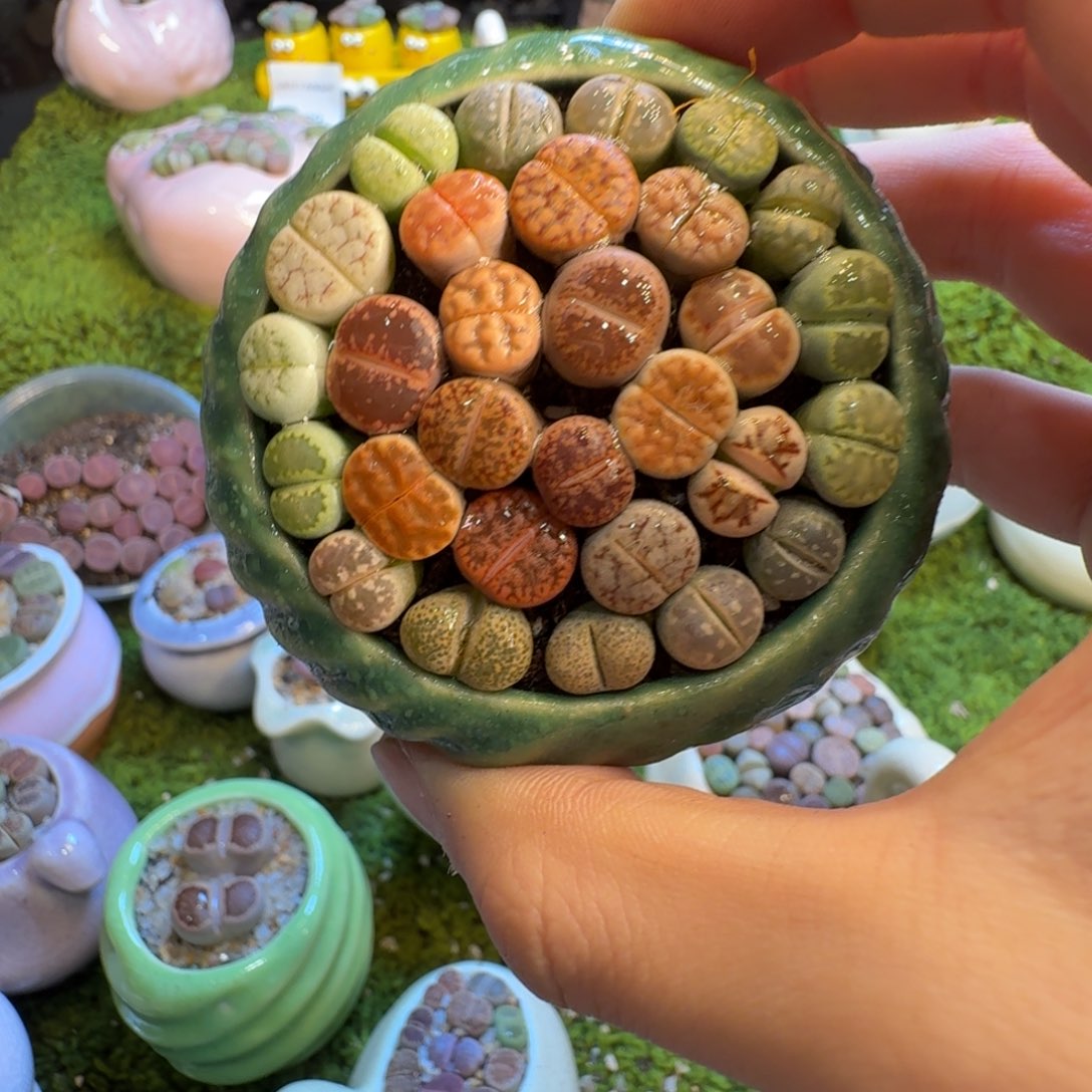 小***晓多肉葡萄的季节性好1379