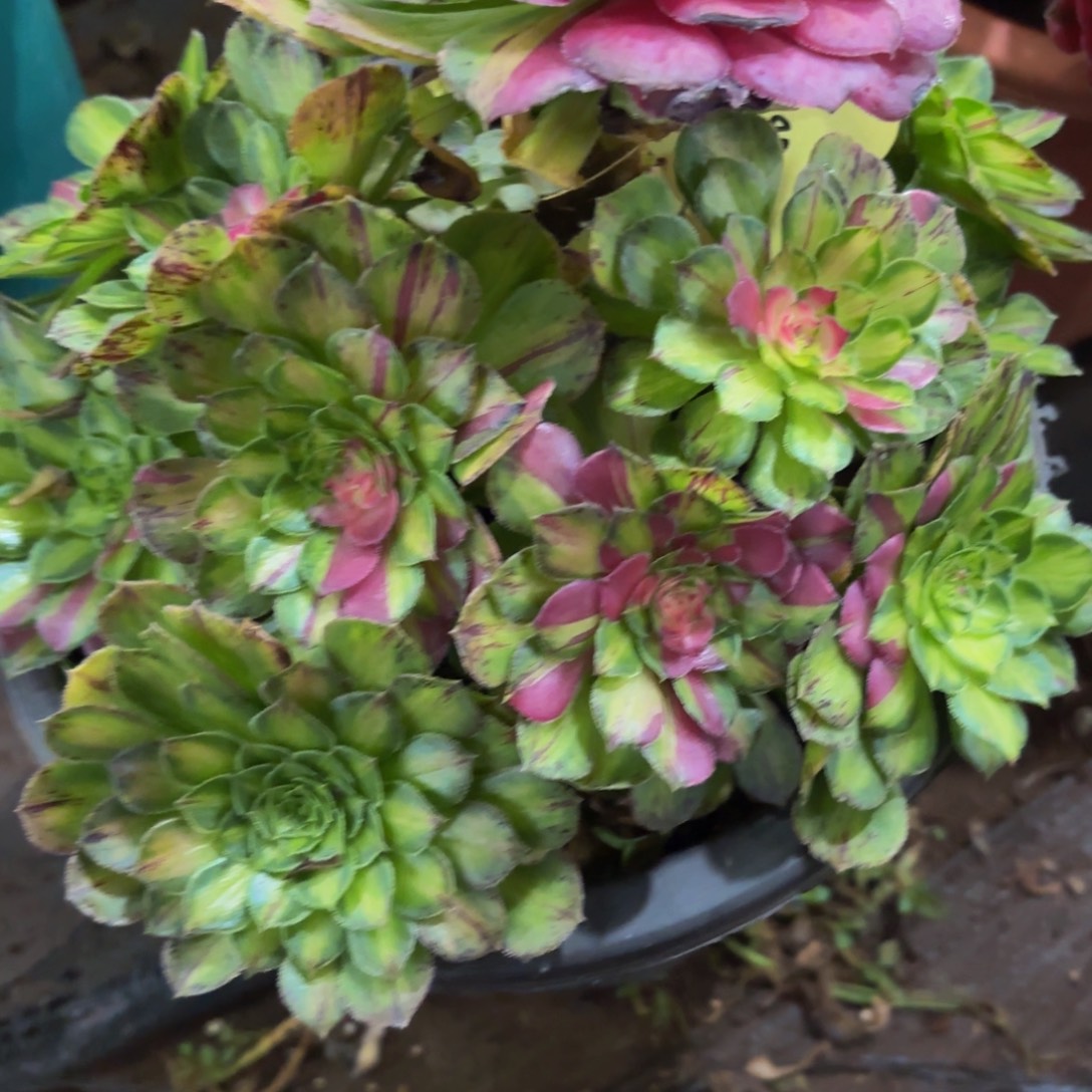 哈哈多肉葡萄福利464