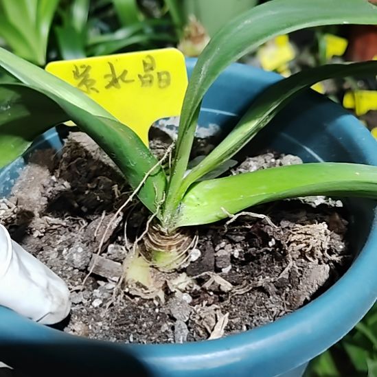 紫水晶  主球  3.5