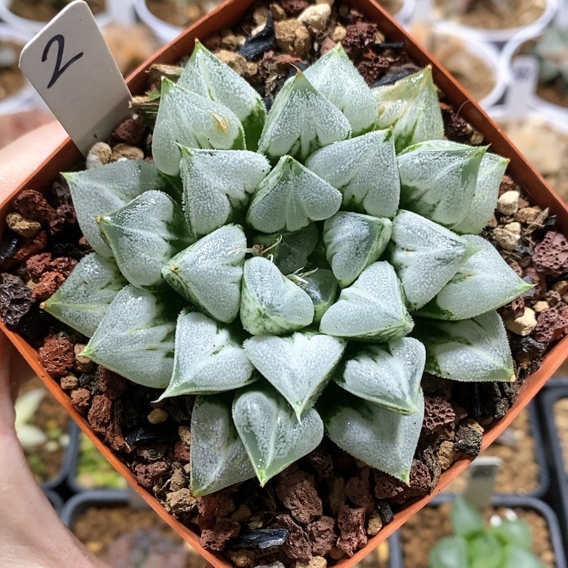 【闪购商品】2爱心寿母本