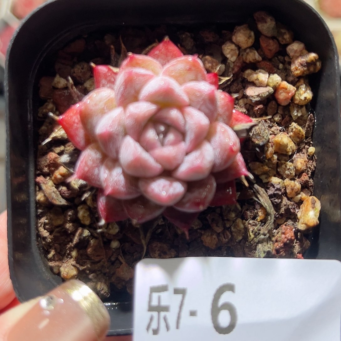 乐7-6 银河系单头