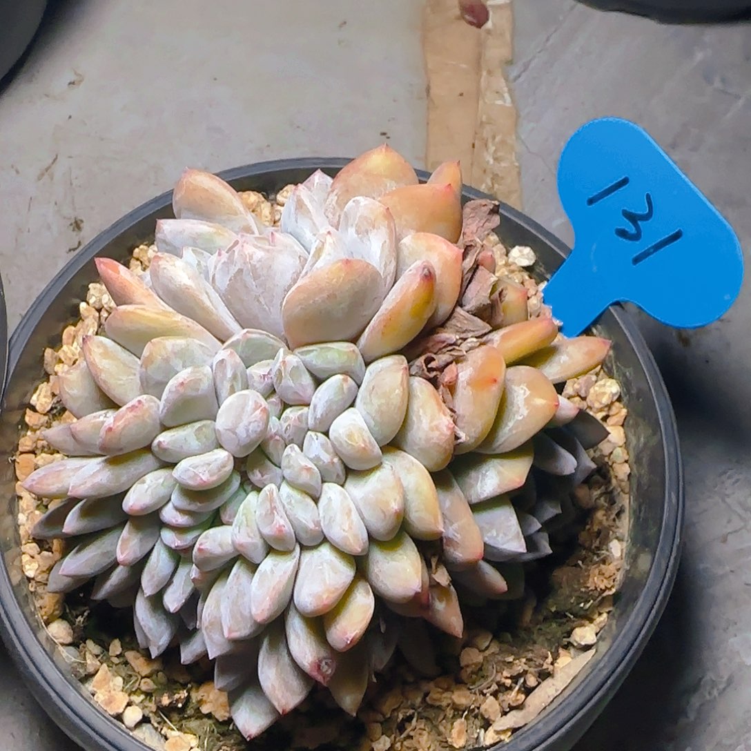 星影缀131号一物一拍