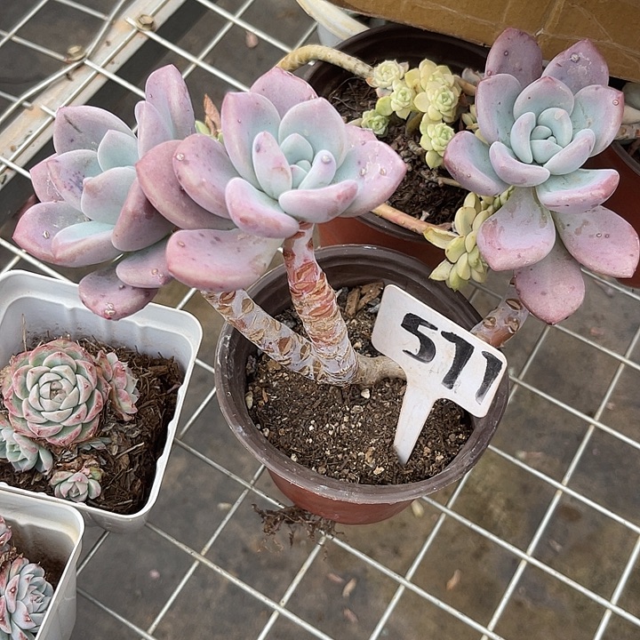 两单包邮，一物一拍，577奥普