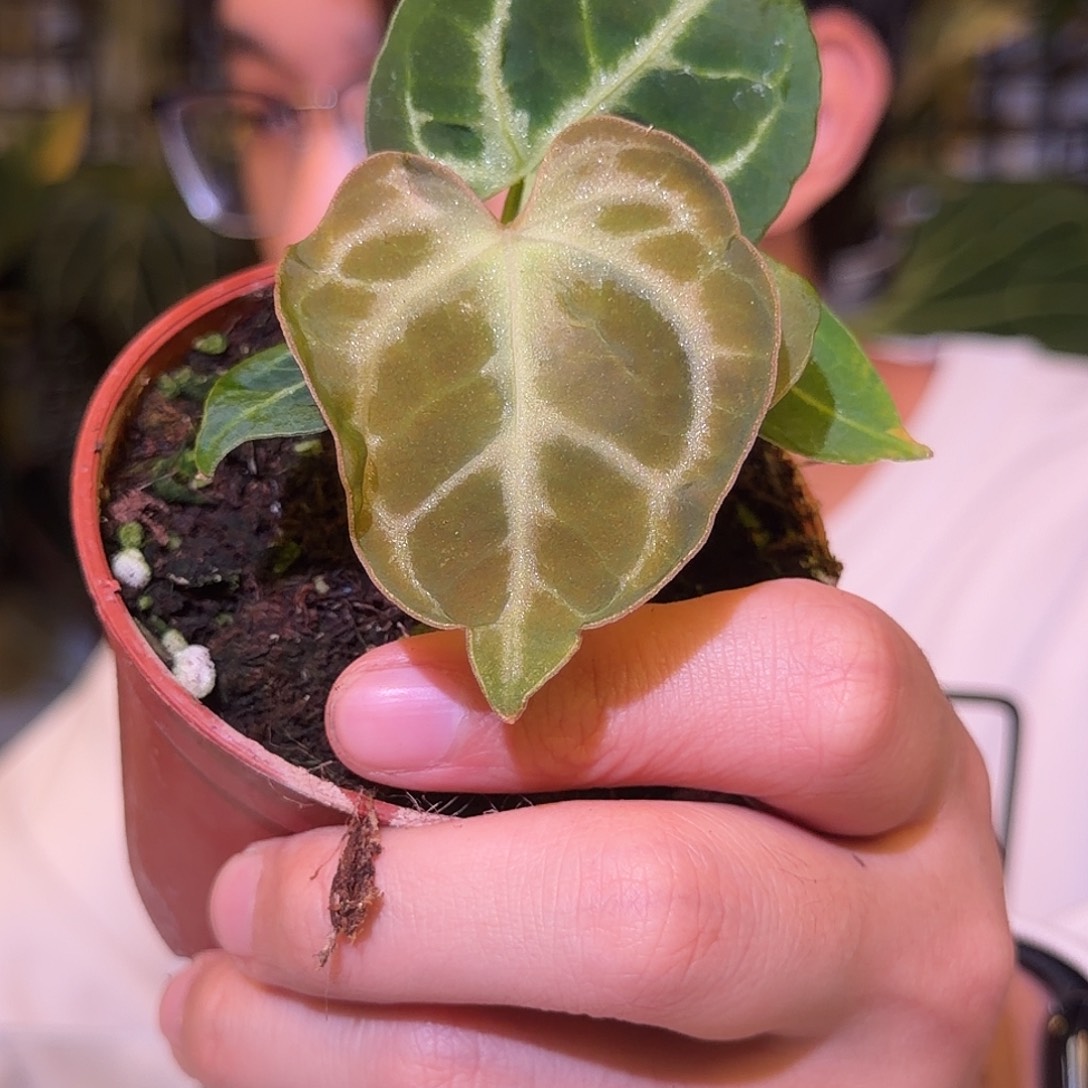 完全开放F792 大风车银虎杂黑骑士