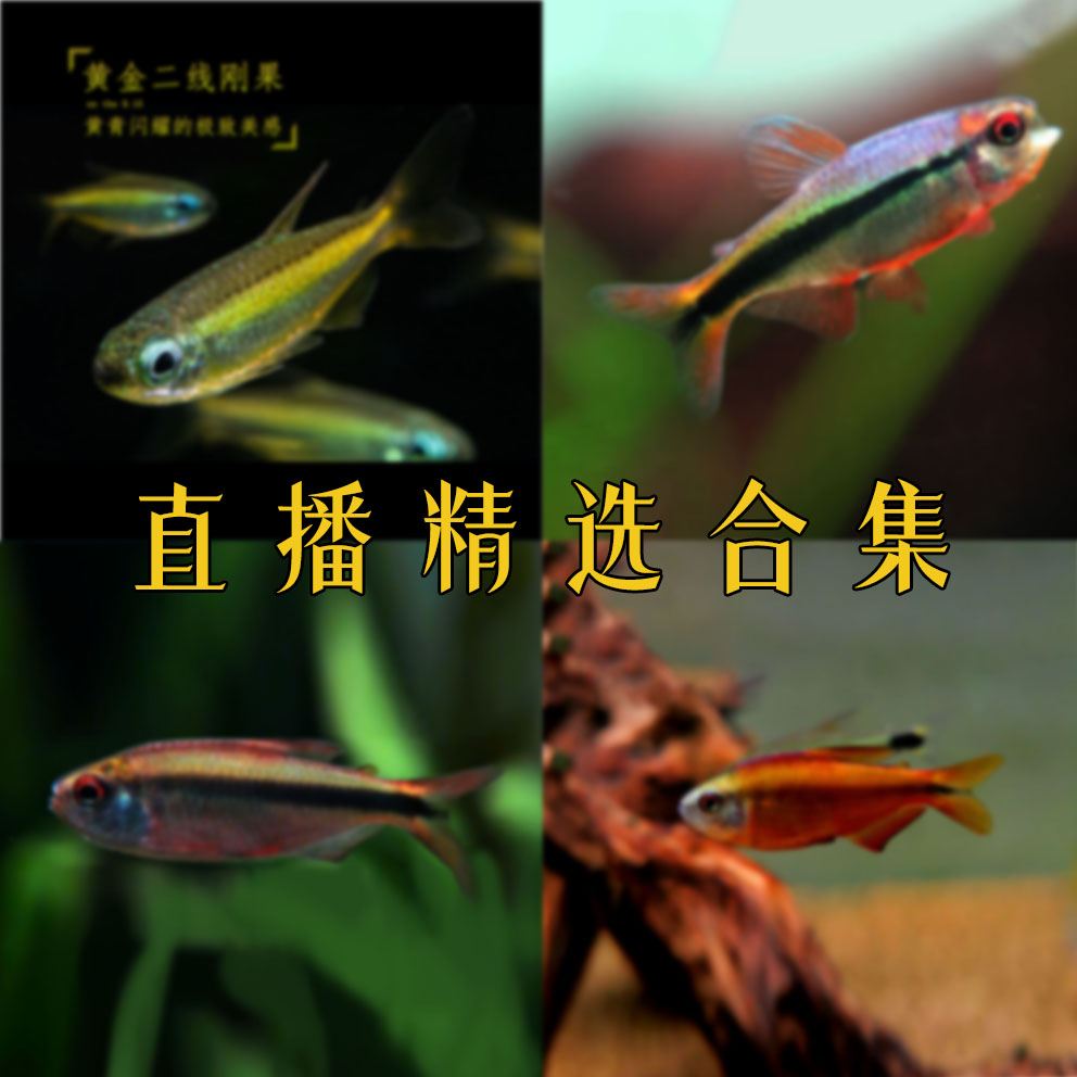 直播精选灯鱼合集