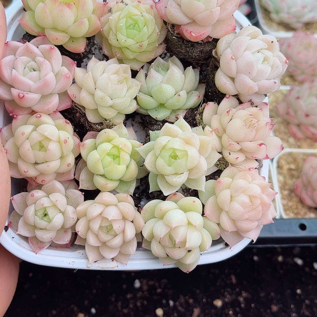 1-253 新疆西藏内蒙不发12.8包邮2-3公分多肉