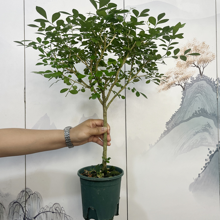 棒棒糖 九里香盆载室内外浓香型多年生木本植物千里香百里香绿植