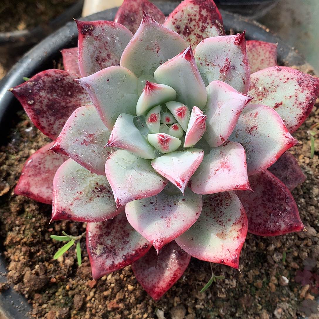 黑瓦斯卡一物一拍