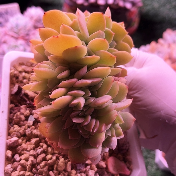 我是第一百个为妖为鬼