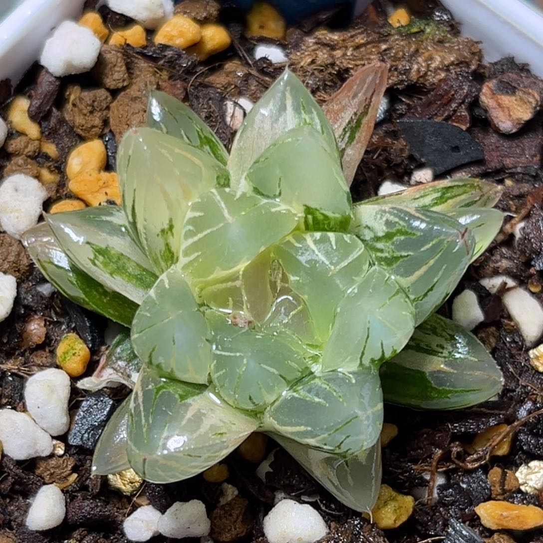 恭喜发财大吉大利807北极之恋