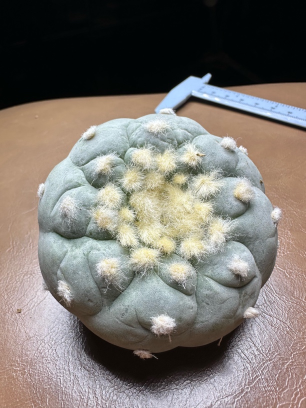 金毛超白肌螺旋皱尤草球实生