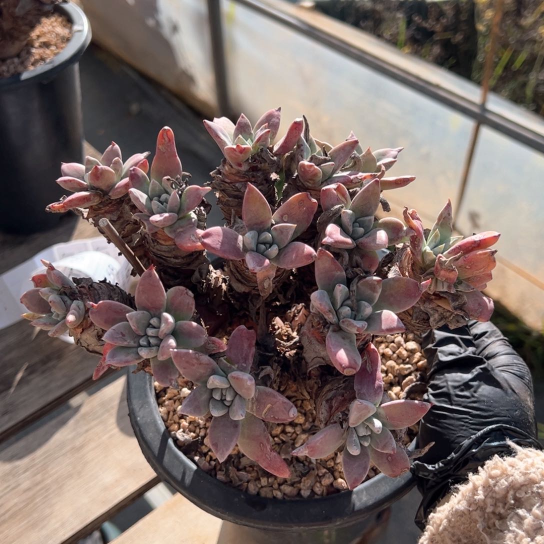 144法瑞拇指15头群生