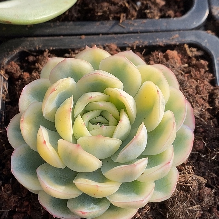 草莓冰锦多肉植物