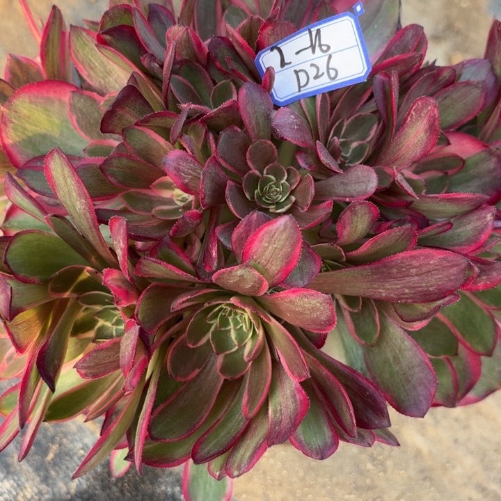 粉花妖多肉断枝不包26