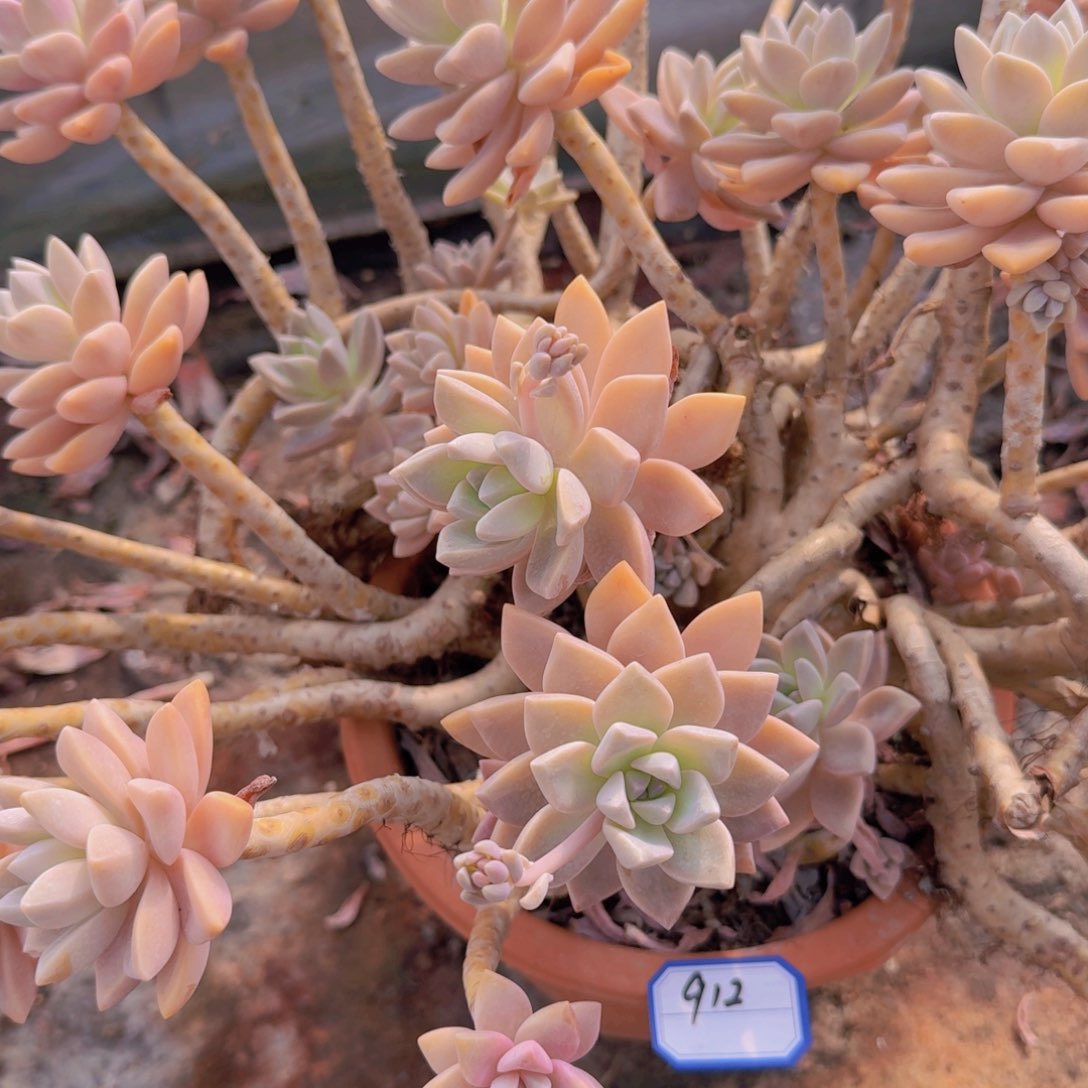 912淡雪凡艺多肉