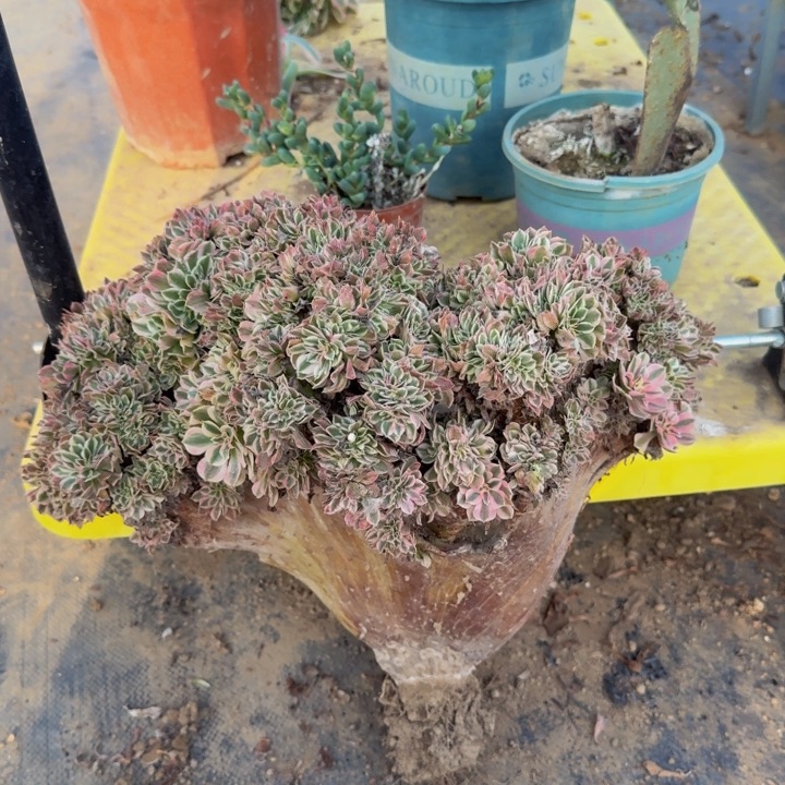 好喜欢你特特233瑕疵