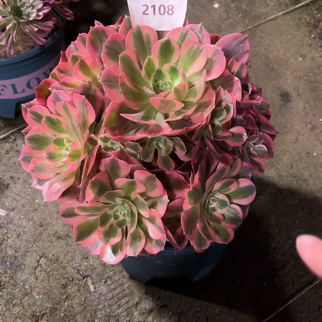 多肉法师粉女郎2108