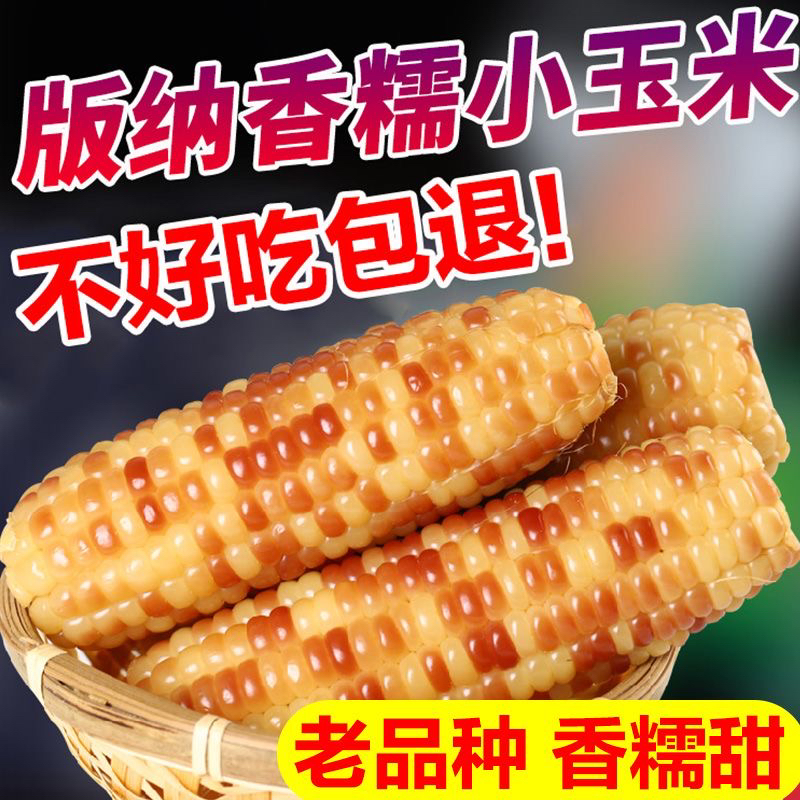 云南西双版纳小花糯香糯小玉米花玉米真空包装早餐代餐低脂轻食