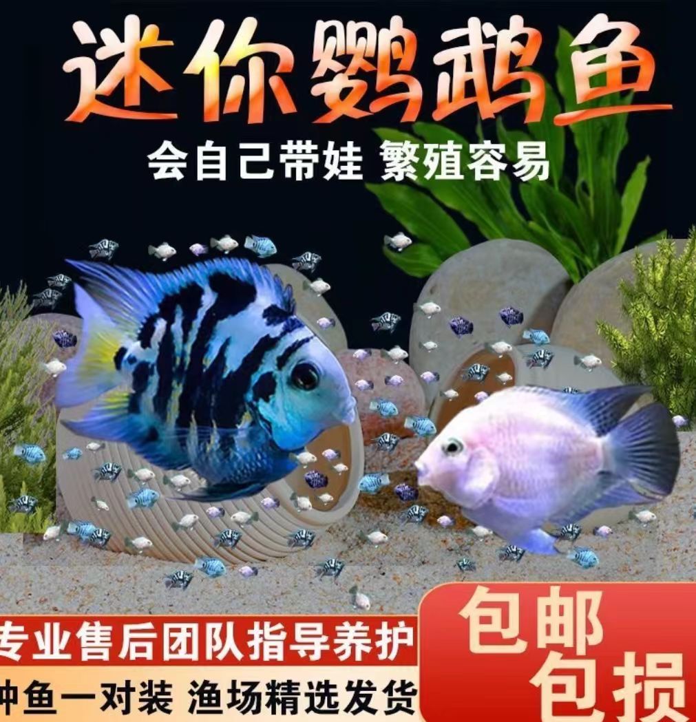 买一送一(繁殖款)迷你鹦鹉鱼宝蓝白金胭脂粉群养易繁殖爆缸小王子