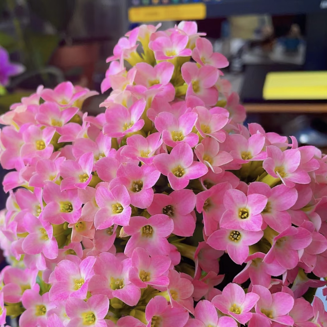 哈瑞特：精品长寿带花苞发货（烂叶黄叶断个别花苞不售后，介意勿拍）