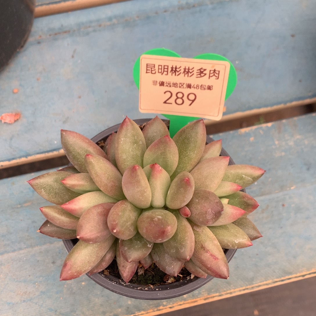 米其林无砍小群289