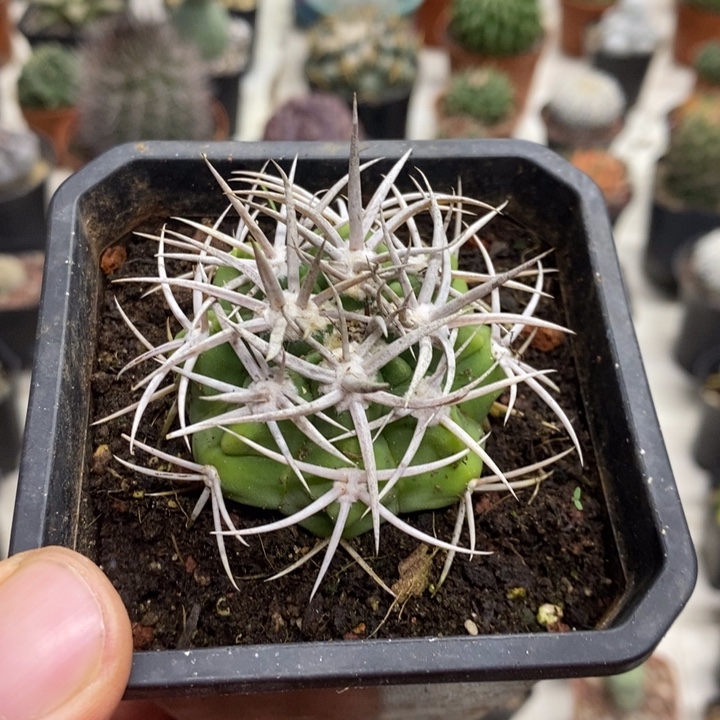 实生碧岩玉特价福利