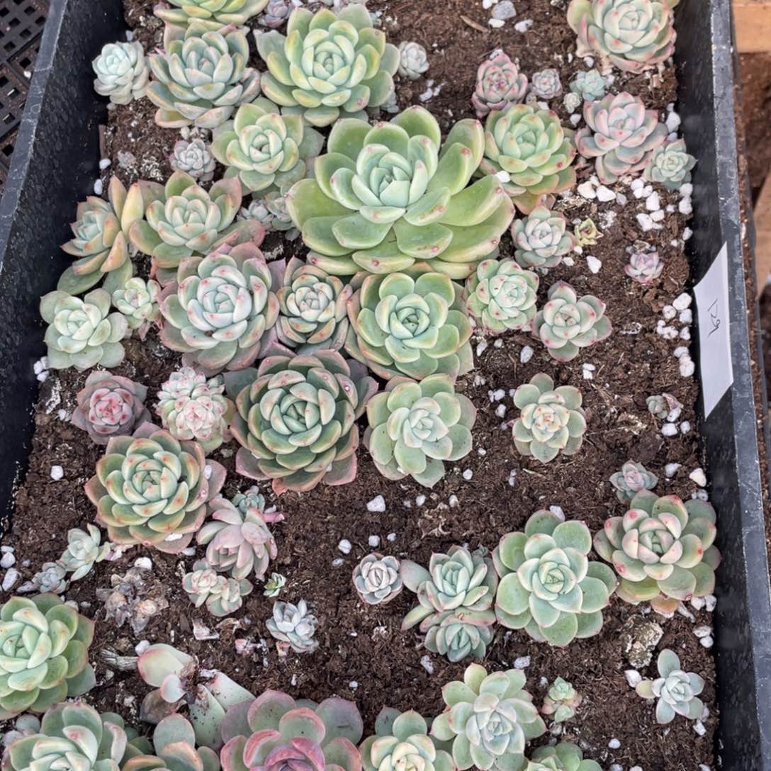 129甘露寺一筐，特价不包保温不包售后