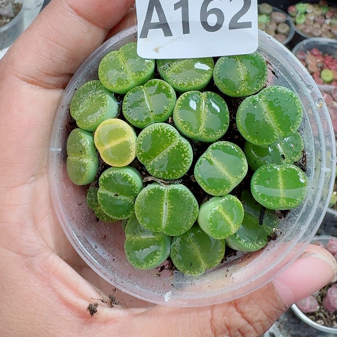 162多肉植物多肉植物