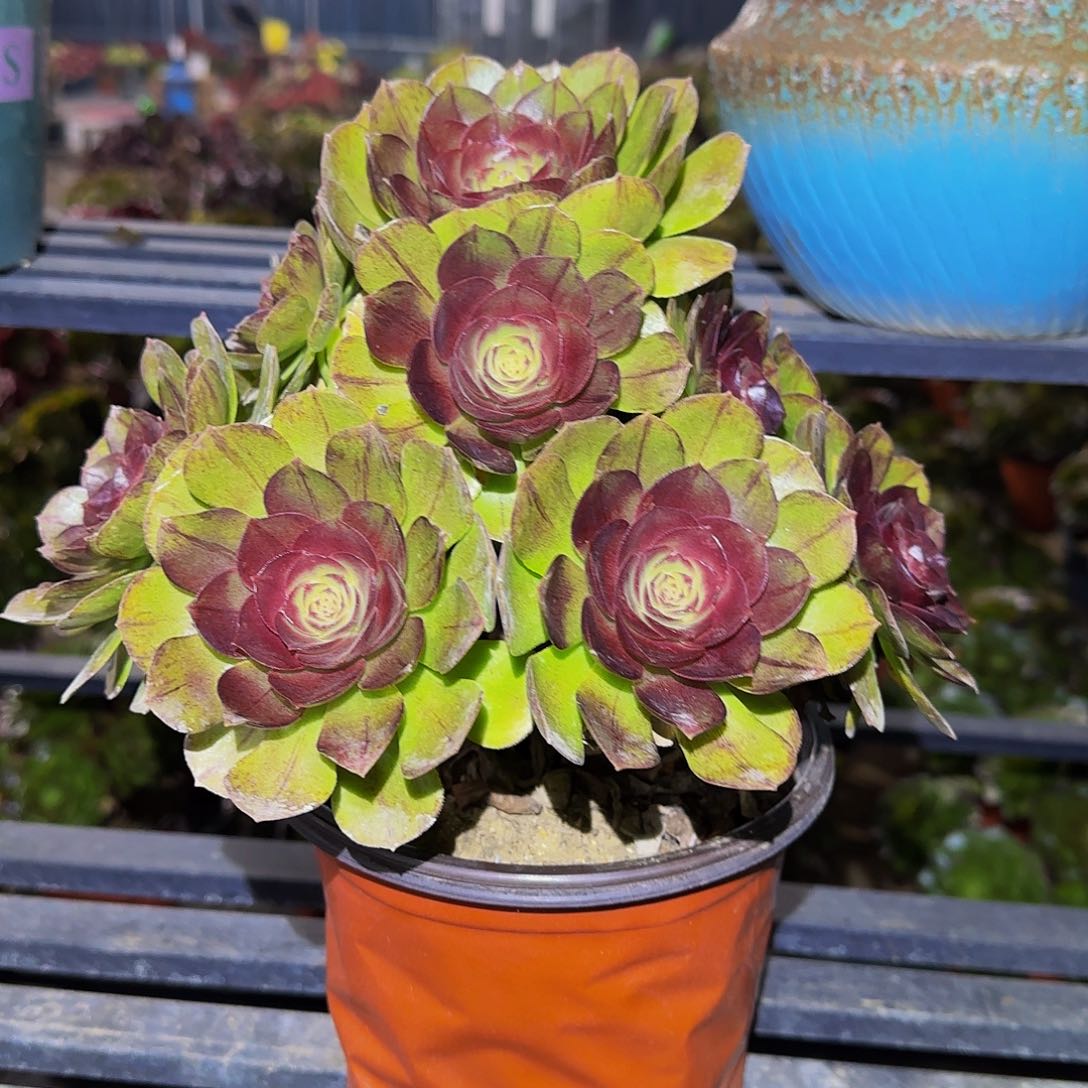 多肉植物暗黑骑士老庄