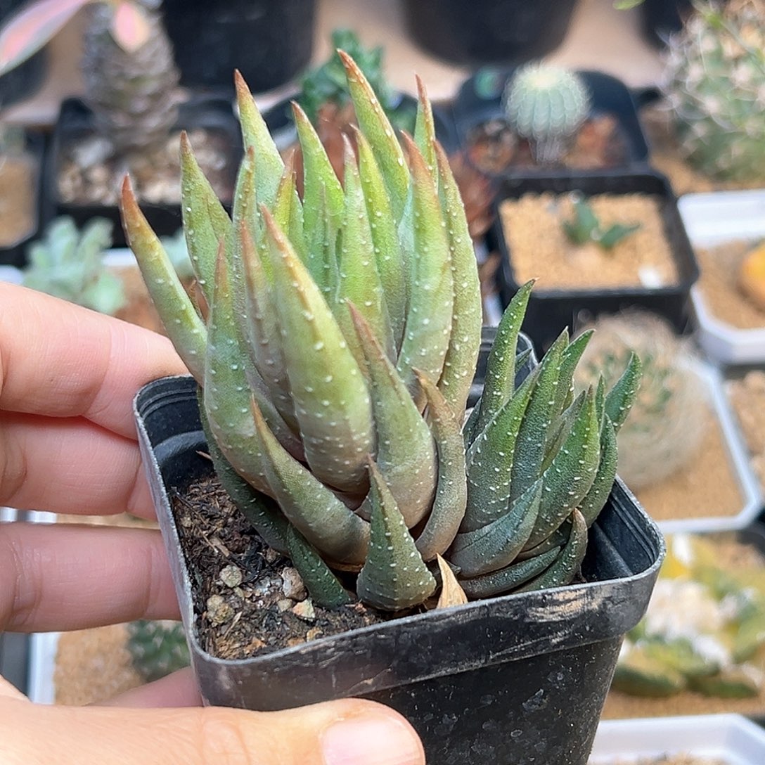 双头青铜硬叶十二卷子