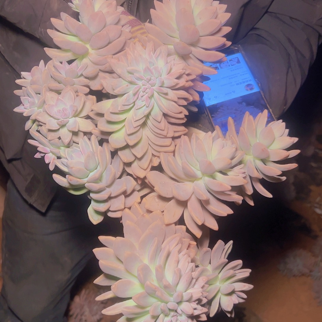 淡雪带缀40尺寸发货