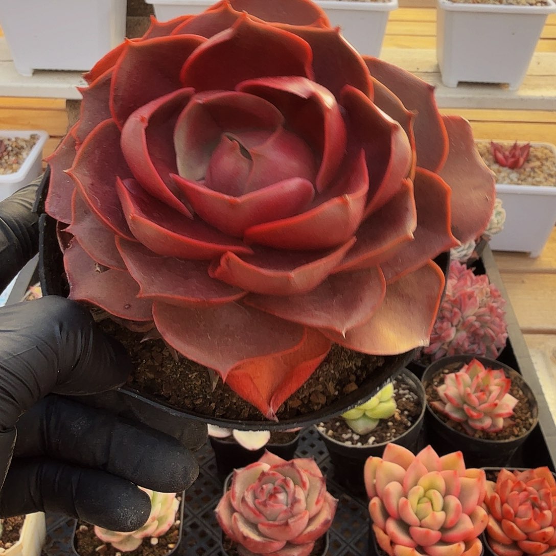 0104-40赤焰玫瑰母本