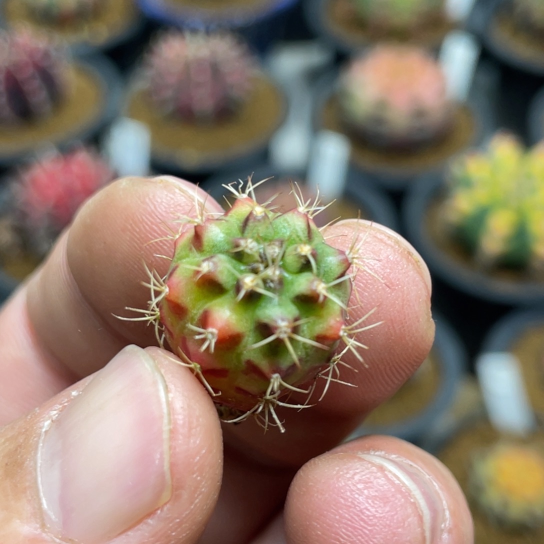 当前无花朵，栽培后可花朵烈焰红唇