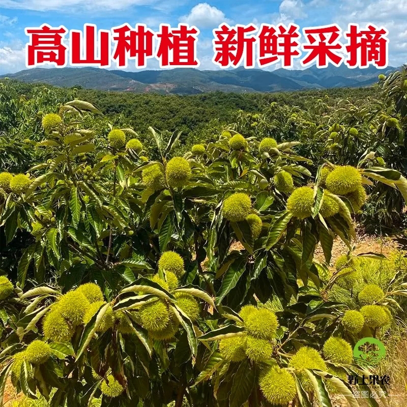 大别山板栗花红板栗3斤装起适合烧肉烧鸡煮