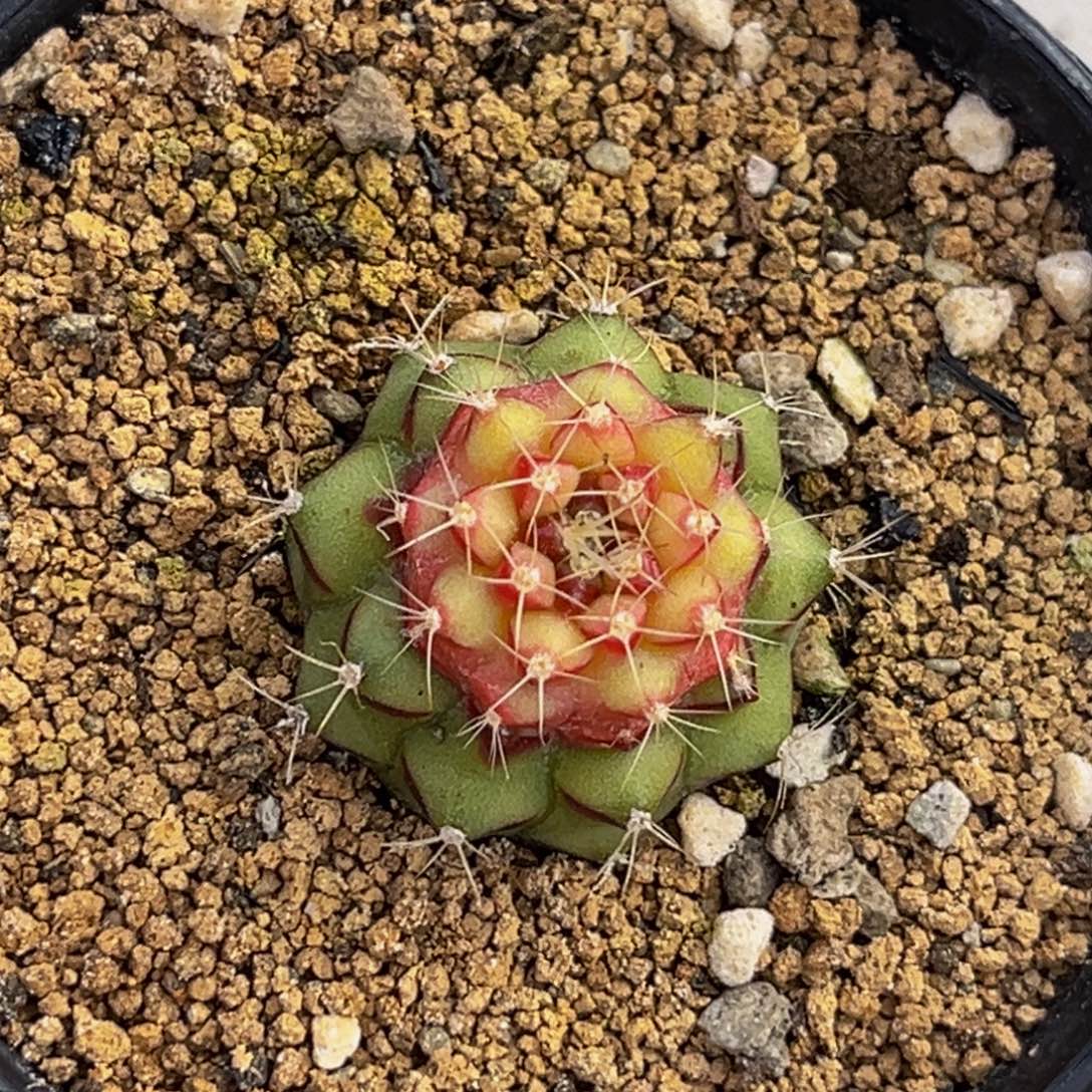 烈焰红唇 变异 米哈仙人球