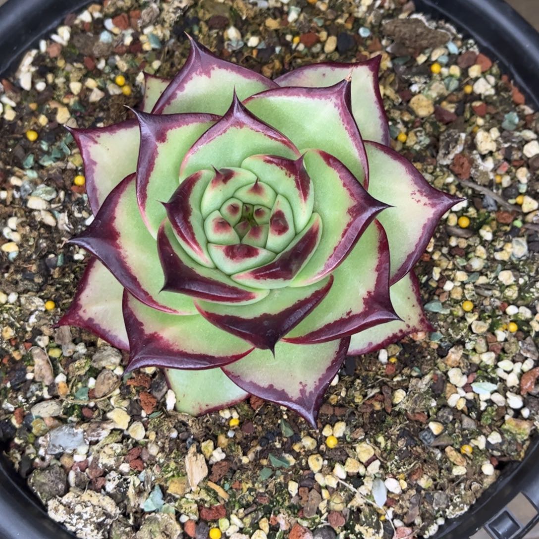 白***座z先生的多肉白羊座