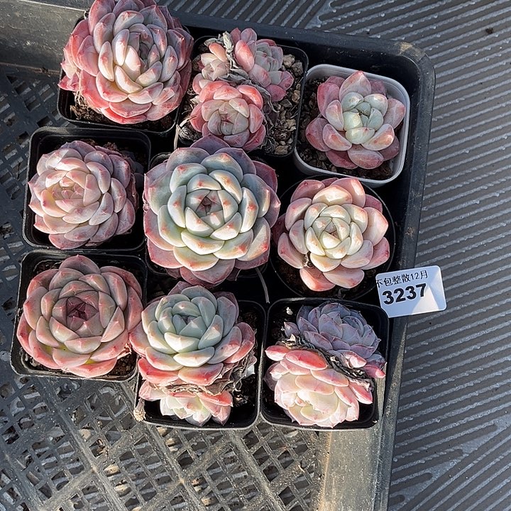 阿雅园艺。     3237九颗